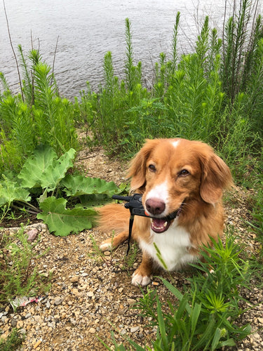 USEFUL TRAINING TOOL OR LAST RESORT: WHAT DOES AN E-COLLAR DO?