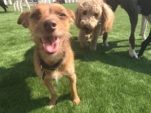 E-COLLAR CONDITIONING: 3 THINGS TO KNOW BEFORE THE TRAINING