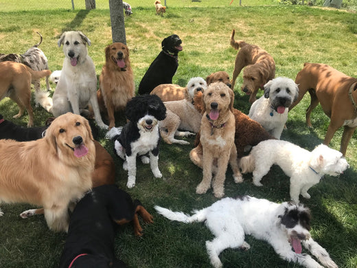 MASTERING DOG MANNERS VS. OBEDIENCE TRAINING
