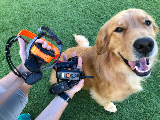 CHOOSING THE RIGHT E-COLLAR FOR DOGS: A BEGINNER'S GUIDE