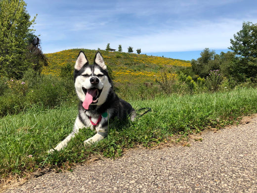 DON'T KNOW WHAT STIMULATION LEVEL TO USE? LET YOUR DOG TELL YOU.
