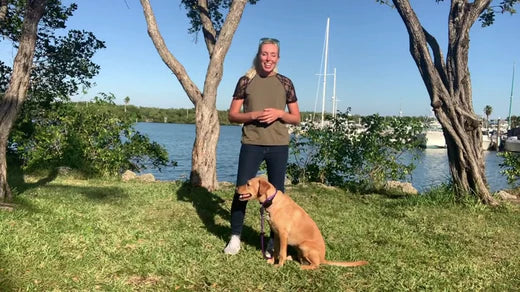 DOG NOT RESPONDING TO E-COLLAR? TRY THIS!