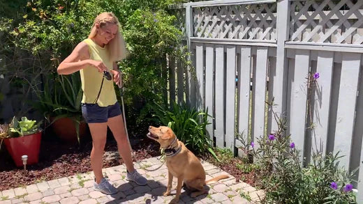 E-COLLAR RECALL TRAINING: HOW TO TEACH YOUR DOG RECALL