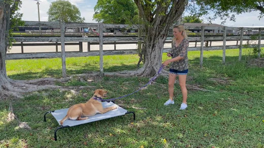 6 STEPS TO EFFECTIVE E-COLLAR PLACE TRAINING FOR YOUR DOG