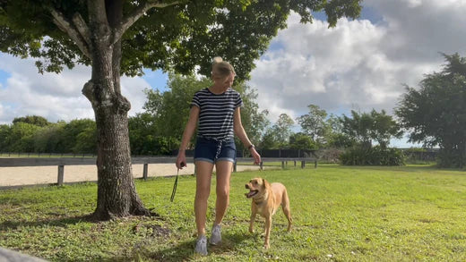 3 TIPS ON HOW TO CHOOSE THE BEST DOG TRAINING TOOLS