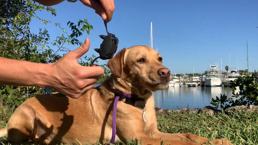 CAN AN ELECTRONIC COLLAR BURN MY DOG'S SKIN?