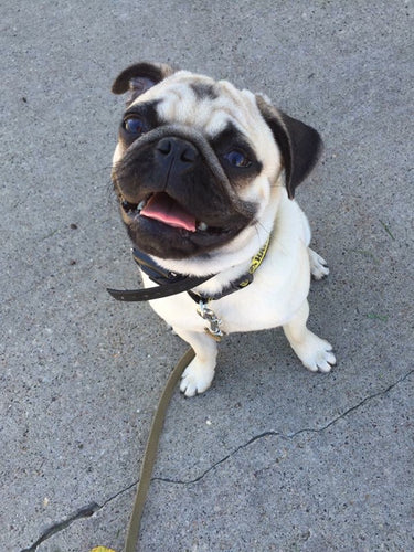 AT WHAT AGE CAN I START E-COLLAR TRAINING?