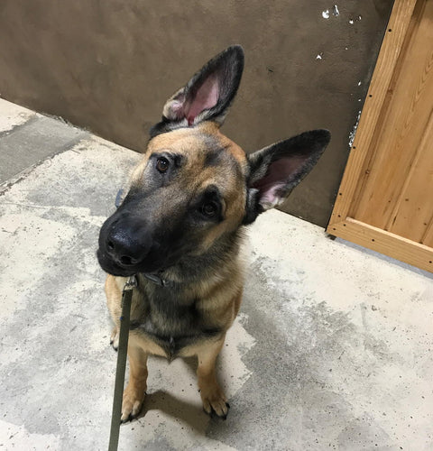3 STEPS: HOW TO USE YOUR NEW TRAINING E-COLLAR FOR DOGS
