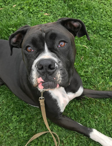 HOW TO USE E-COLLAR TO STOP BARKING & LEASH REACTIVITY