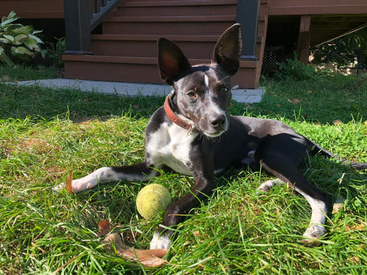 6 REWARDS FOR EFFECTIVE POSITIVE REINFORCEMENT DOG TRAINING