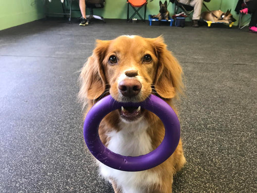 TEACHING YOUR DOG TO STAY: YOU’LL BE HAPPY YOU PUT IN THE EFFORT!