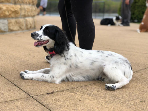 6 SIMPLE STEPS FOR EFFECTIVE DOG DISTRACTION TRAINING