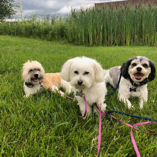 DOGTRA IQ MINI: THE ULTIMATE TRAINING COLLAR FOR SMALL DOGS