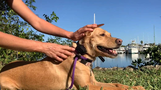 4 EASY E-COLLAR TRAINING TIPS FOR A WELL-BEHAVED DOG
