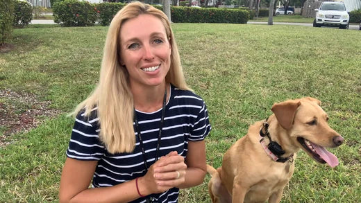 6 REASONS WHY YOU SHOULD TRY E-COLLAR DOG TRAINING