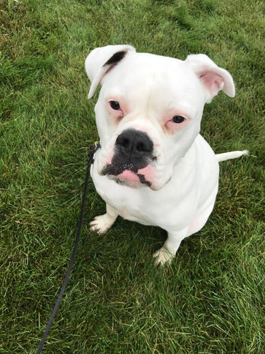 E-COLLAR TRAINING FOR THE STUBBORN DOG