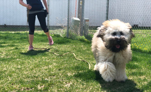 HOW TO TRANSITION TO OFF-LEASH TRAINING WITH E-COLLAR