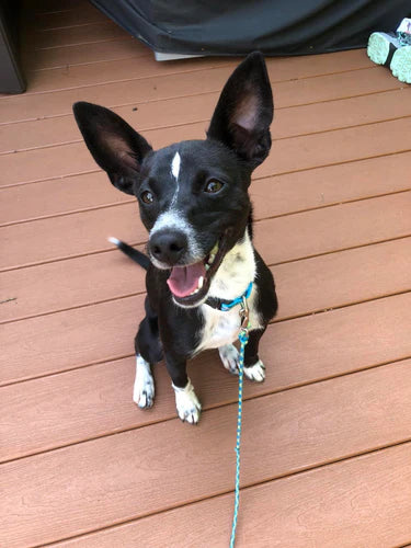 THREE WAYS TO IMPROVE YOUR DOG’S BEHAVIOR RIGHT NOW